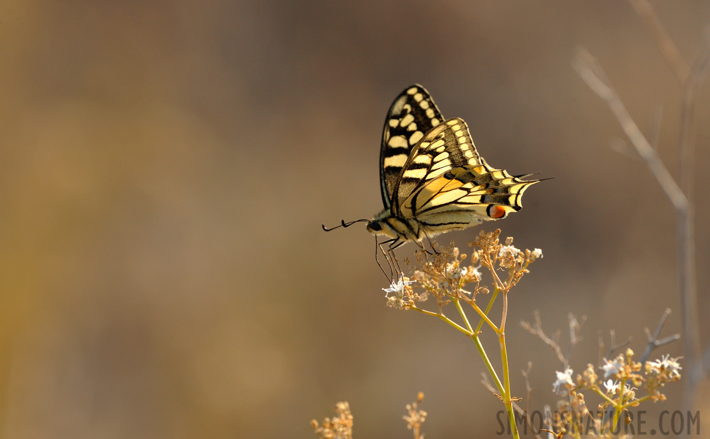 Papilio machaon [550 mm, 1/500 Sek. bei f / 11, ISO 1600]